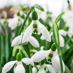Snow Fox Giant Snowdrops