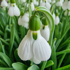 3 Months of Giant Snowdrops Collection