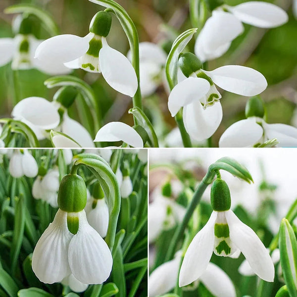 3 Months of Giant Snowdrops Collection