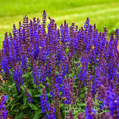 Bumbleblue Salvia