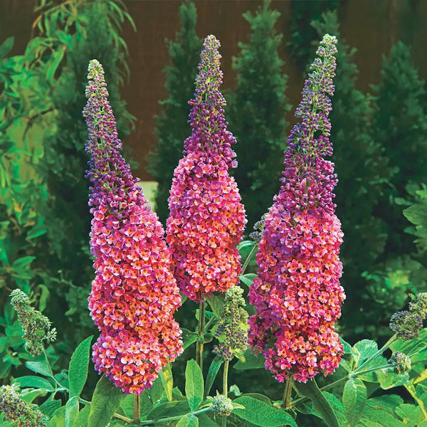 Kaleidoscope Butterfly Bush