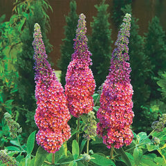 Kaleidoscope Butterfly Bush