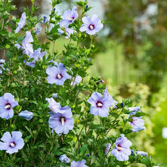 Bluebird Hibiscus Plant