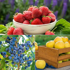 WOW!™ Fruit