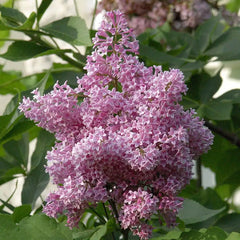 James Macfarlane Lilac Bundle