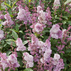 Minuet Lilac Bundle