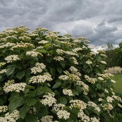 Autumn Jazz Viburnum Bundle