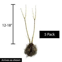 Autumn Jazz™ Viburnum Hedge