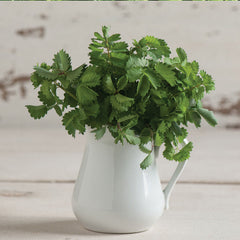 Salad Burnet Herb Seed