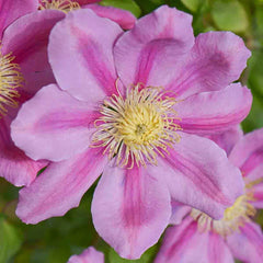 Clematis 'Pink Beauty'