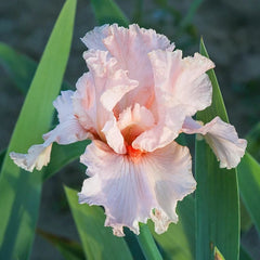 October Splendor Reblooming Bearded Iris