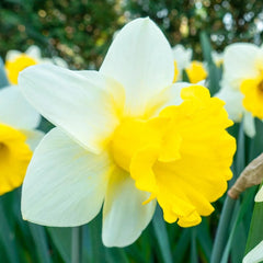 Goblet Daffodil