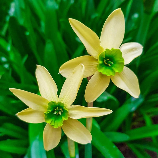 Green with Envy Daffodil