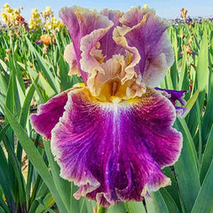Montmartre Bearded Iris