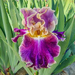 Montmartre Bearded Iris