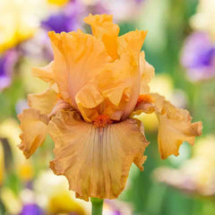 Rubenesque Bearded Iris