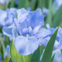Raindance Returns Dwarf Reblooming Bearded Iris