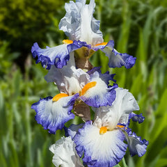 Brilliant Idea Bearded Iris