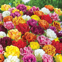 Double Fringed Tulip Mixture