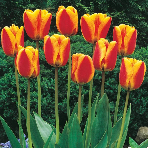 Apeldoorn's Elite Tulip