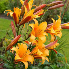 Orange Planet Lily Tree