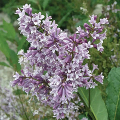 Donald Wyman Lilac Bundle