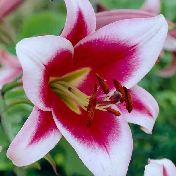 Friso Lily Tree