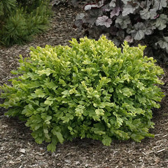 Green Velvet Boxwood Bundle