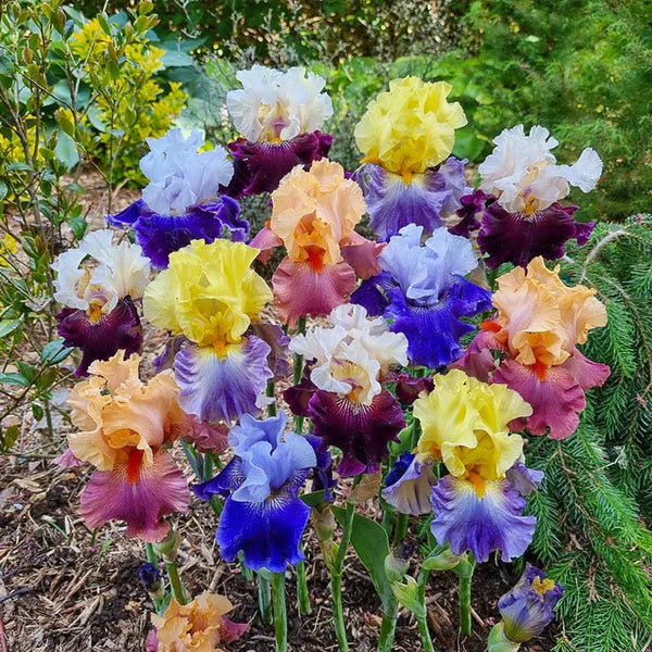 Two-Tone Bearded Iris Mixture