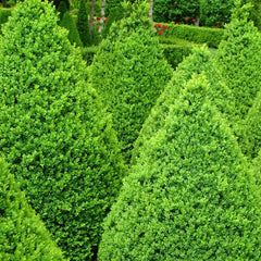 Green Mountain Boxwood Bundle