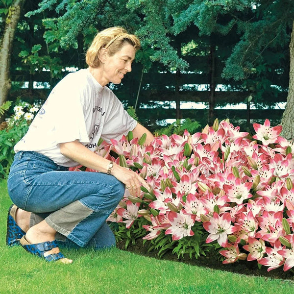 Sugar Baby Carpet Border Lily