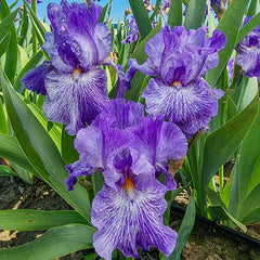My Generation Bearded Iris