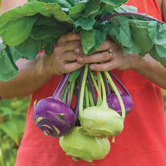 Sweetie Hybrid Mixed Kohlrabi Seed