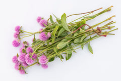 Lavender Lady