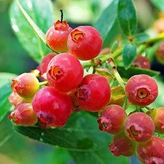 Pink Bliss Blueberry seeds - Double the sweetness