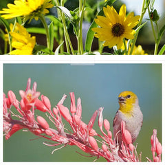 Autumn Magic Pollinator Collection Seeds