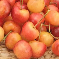 Golden Cherry Seeds