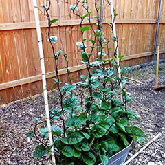 Malabar Red Stem Spinach Seeds