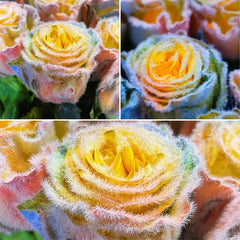 Rainbow Frost Rose Seeds – Add a Touch of Frosted Magic to Your Garden!