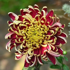 Golden-Backed Scarlet Chrysanthemum