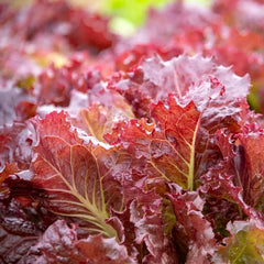 Coffee Leaf lettuce Seeds