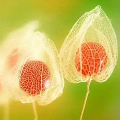 Lantern Cherry Seeds Winter Ground Cherry Strawberry Ground Cherry
