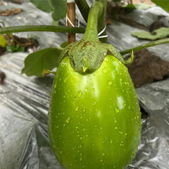 Green Can Eggplant Seeds