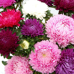 Peony Aster Mix for Planting