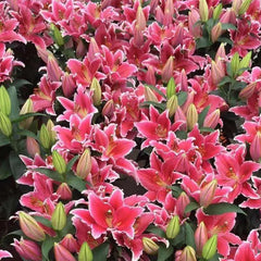 Oriental Perfume Lily Seeds