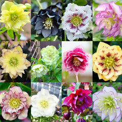 Carnival Hellebore Collection - Christmas Rose