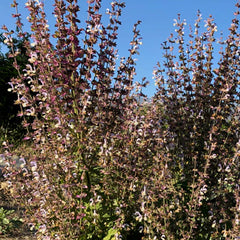 Clary Sage