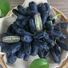 High Quaility Sapphire Grapes Seeds