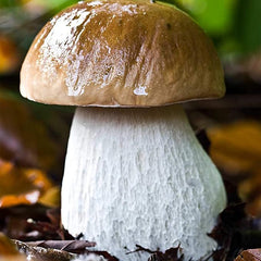 Porcini Mushroom King Bolete Mycelium Spawn Dried Spores Kit for Planting Non GMO