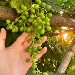 Shine Muscat Tree Seeds-Sunshine Rose Grape（Can be potted）